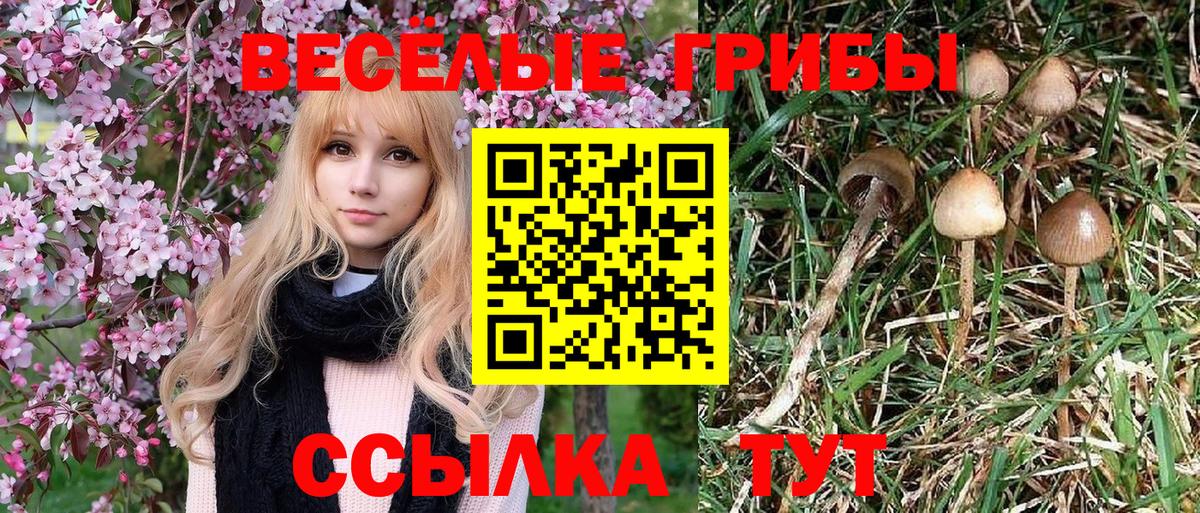 Псилоцибиновые грибы MAGIC MUSHROOMS  Вход с VPN  Северобайкальск  купить наркотики сайты  Галлюциногенные грибы Psilocybe 